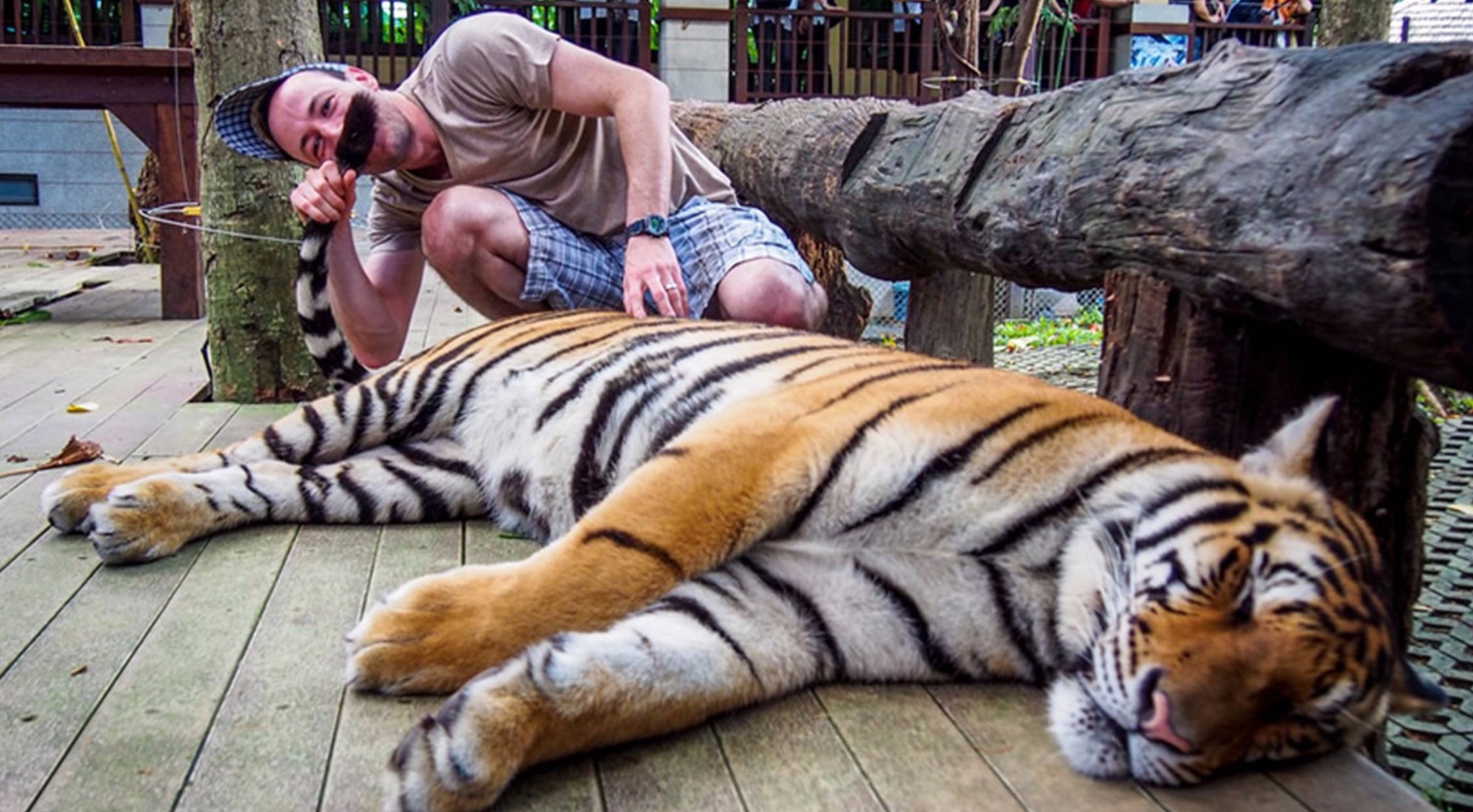 Encountering Majestic Beasts at Thailand's Tiger Kingdom Park