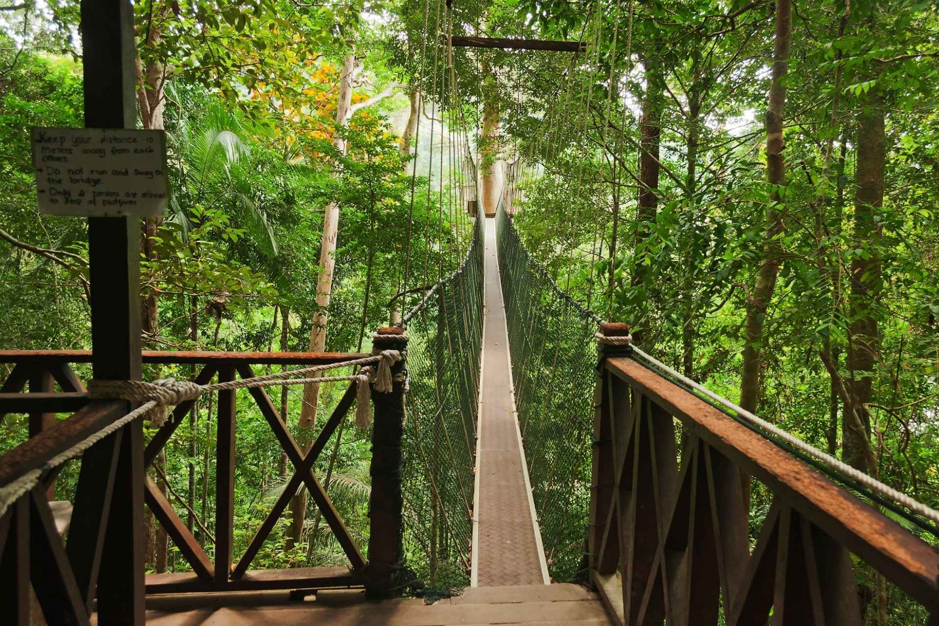Taman Negara: Discovering Malaysia's Ancient Rainforest