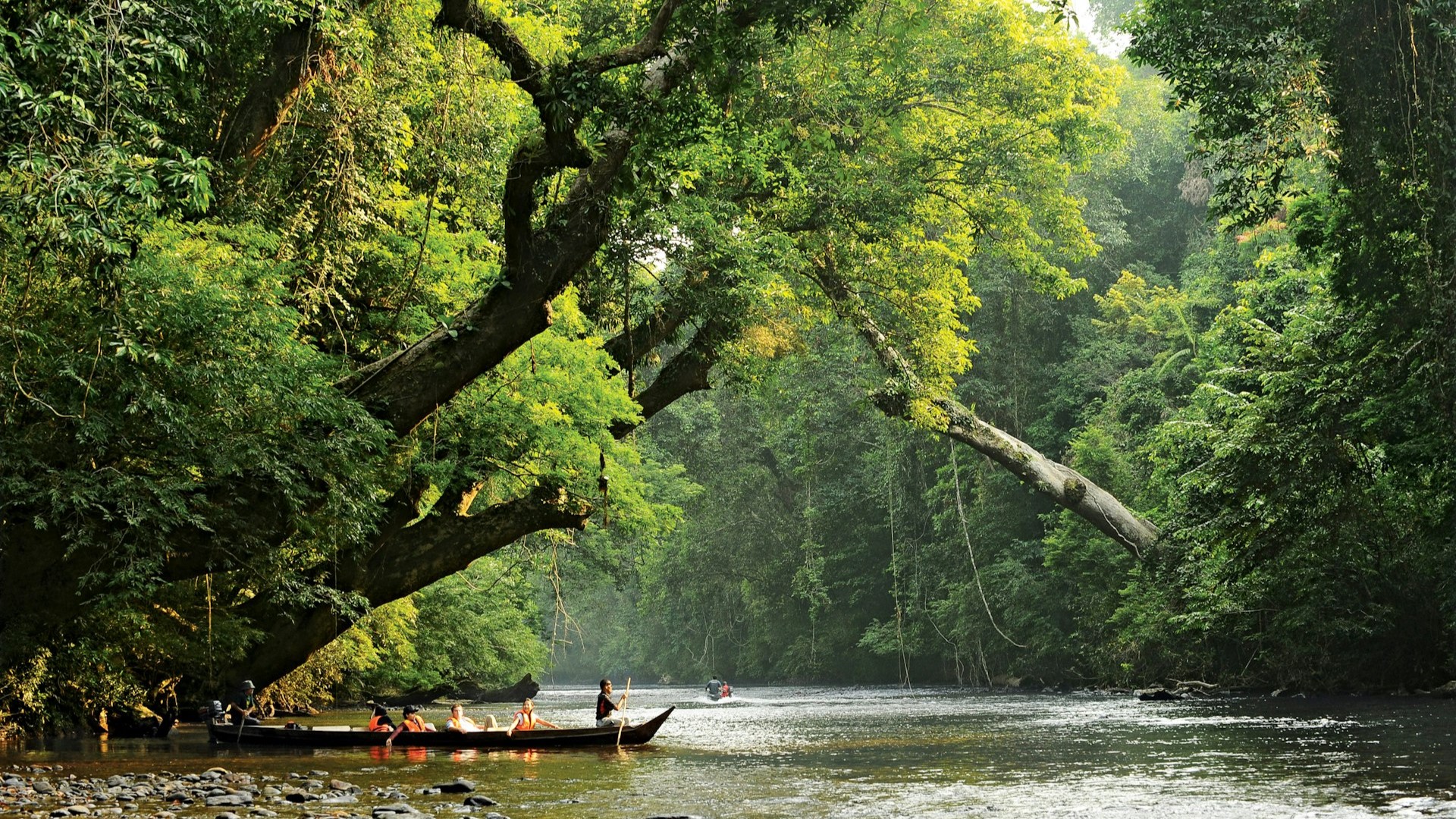 Taman Negara: Discovering Malaysia's Ancient Rainforest